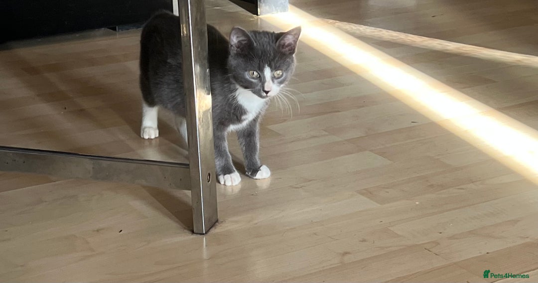 Mixed Breed cats for sale: Munchkin x British shorthair kittens - Advert 10