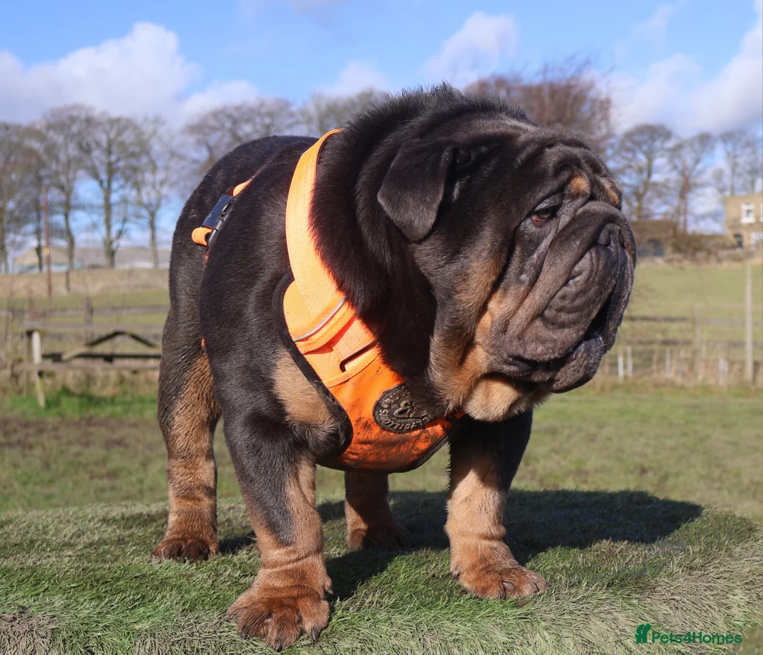 English Bulldog dogs for stud: KC Blue & Tan Bulldog for Stud - Advert 2