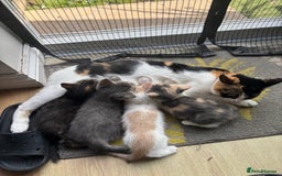 Mixed Breed cats for sale: 4 kittens ready for their new homes  - Image 17