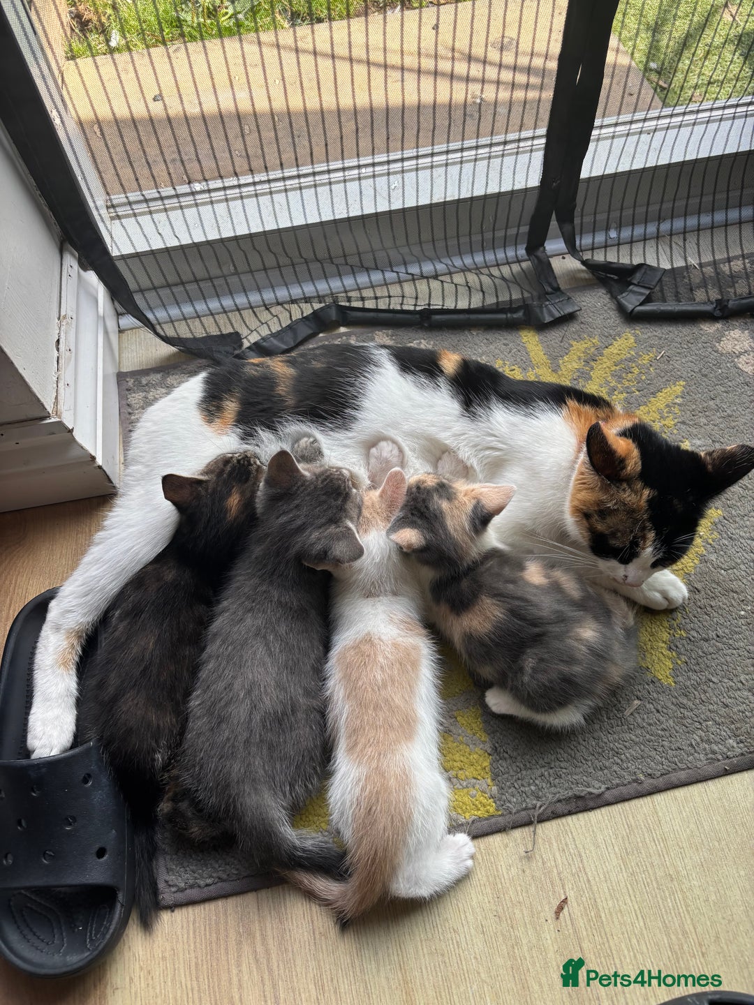 Mixed Breed cats for sale: 4 kittens ready for their new homes  - Image 17