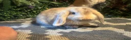 Mini Lop rabbits for sale: X2 HARLEQUIN MINI LOOS READY LEAVE  - Advert 5