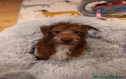 Miniature Dachshund dogs for sale: 2 year old dachshund  - Image 5