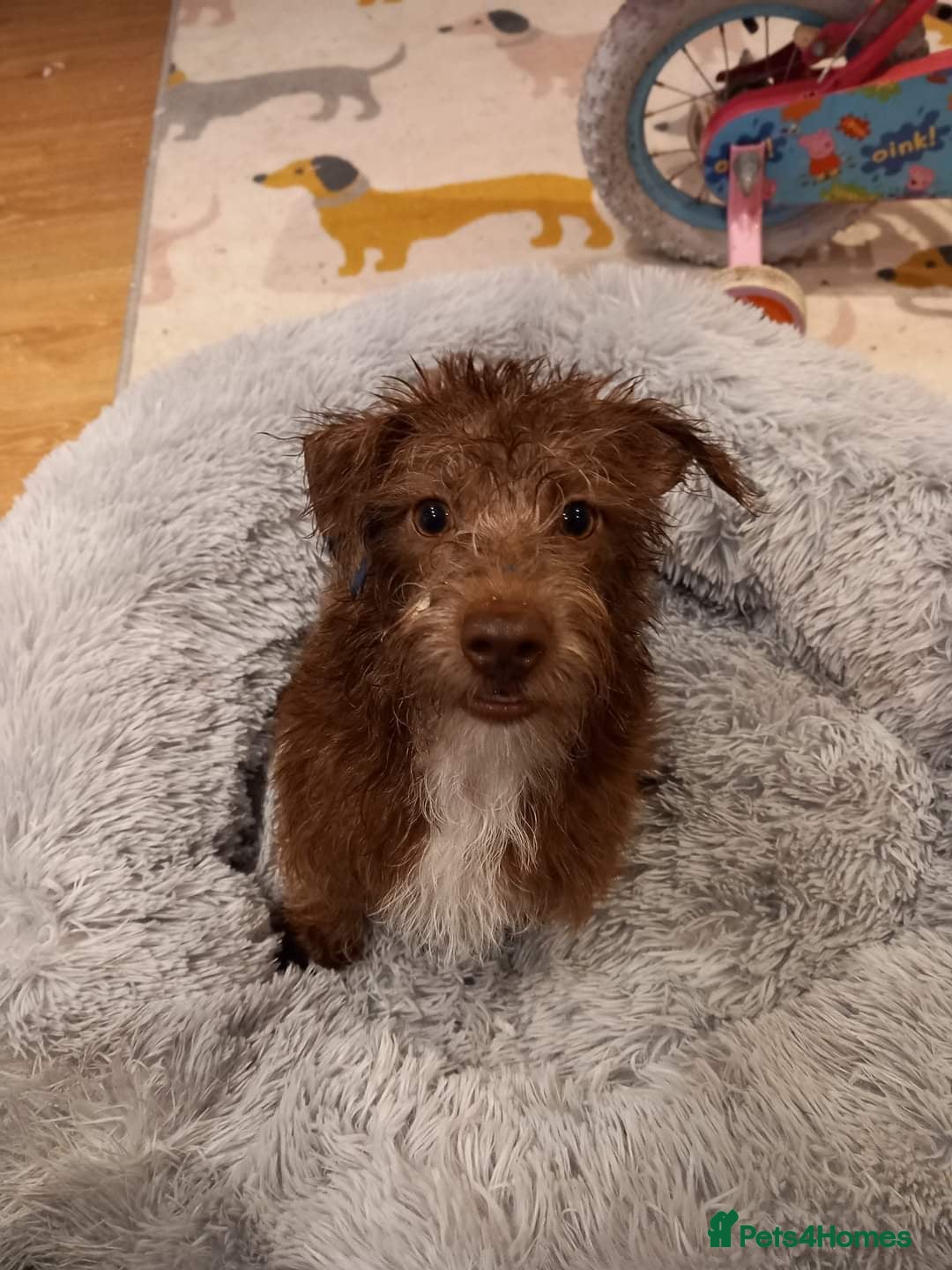 Miniature Dachshund dogs for sale: 2 year old dachshund  - Image 5