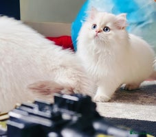 British Longhair cats - Advert 7