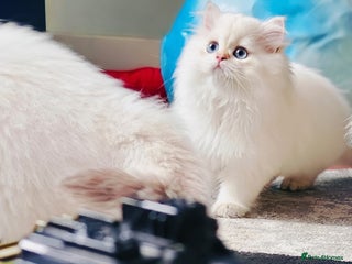 British Longhair cats - Advert 1