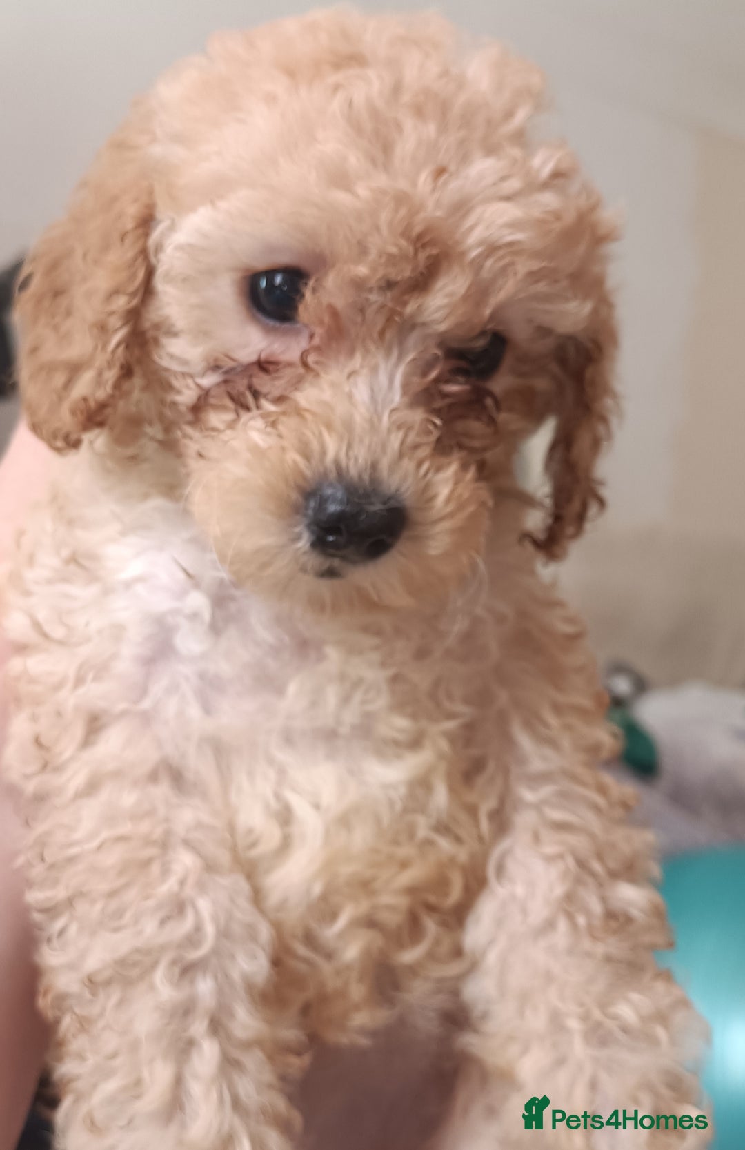 Maltipoo dogs for sale: Gorgeous apricot shade teddy bear MALTIPOO puppies - Image 26