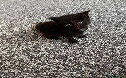 Mixed Breed cats for sale: Ragdoll mix kittens ready for new homes🤍 - Image 4
