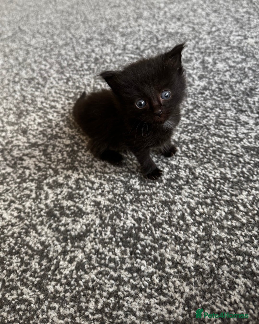 Mixed Breed cats for sale: Ragdoll mix kittens ready for new homes🤍 - Image 4