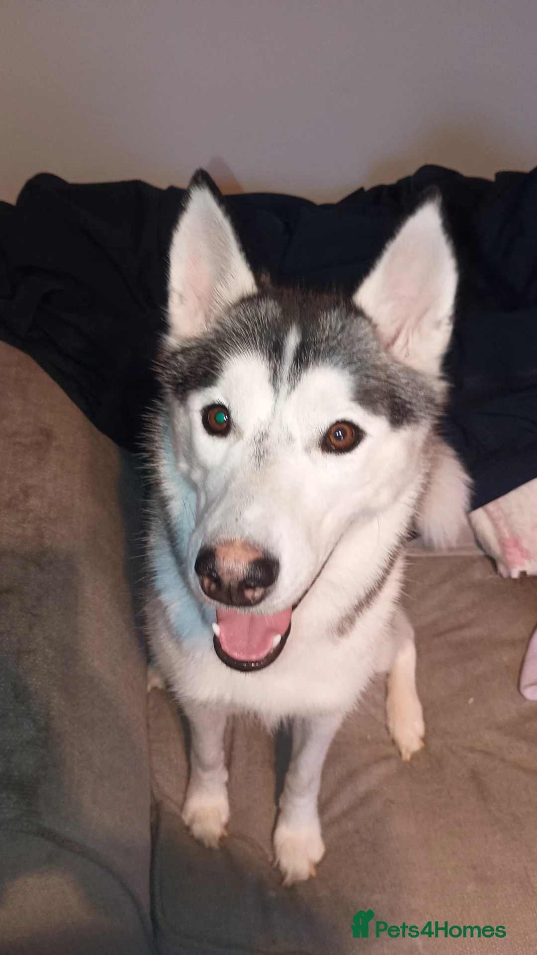 Huskita dogs for sale: 6 huskita puppies  - Advert 9