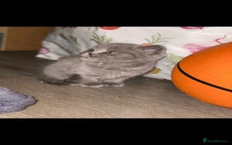British Shorthair cats for sale: Beautiful Blue British Shorthair Kittens - Image 7