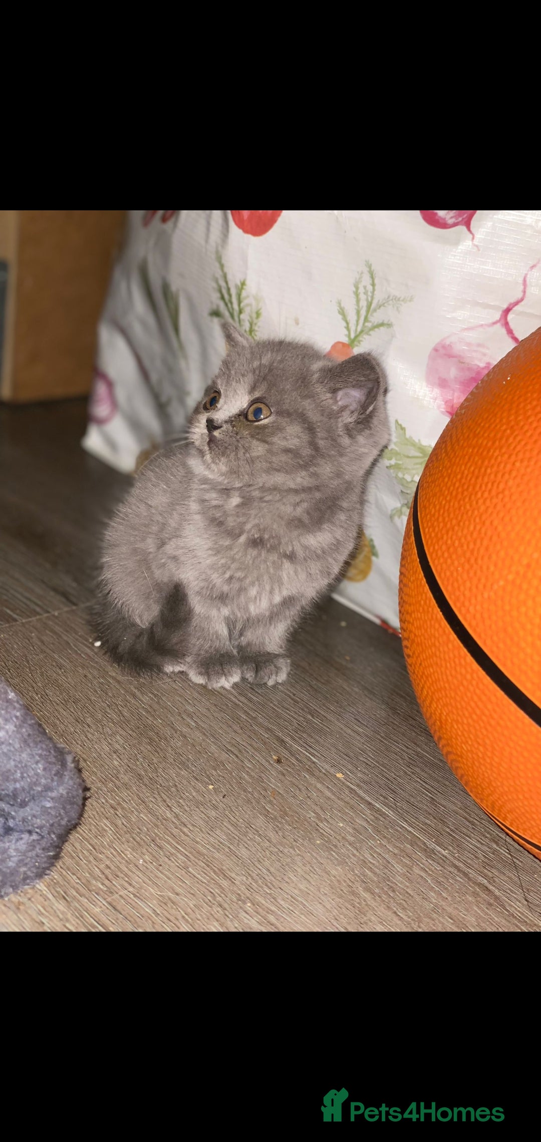 British Shorthair cats for sale: Beautiful Blue British Shorthair Kittens - Image 7