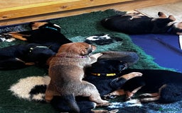 Mixed Breed dogs for sale: Belgian Malinois X Dobermann in Cheltenham - Image 7