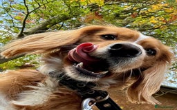 Cocker Spaniel dogs for sale: Beautiful, healthy and loving 2-year-old Cocker.  - Advert 9