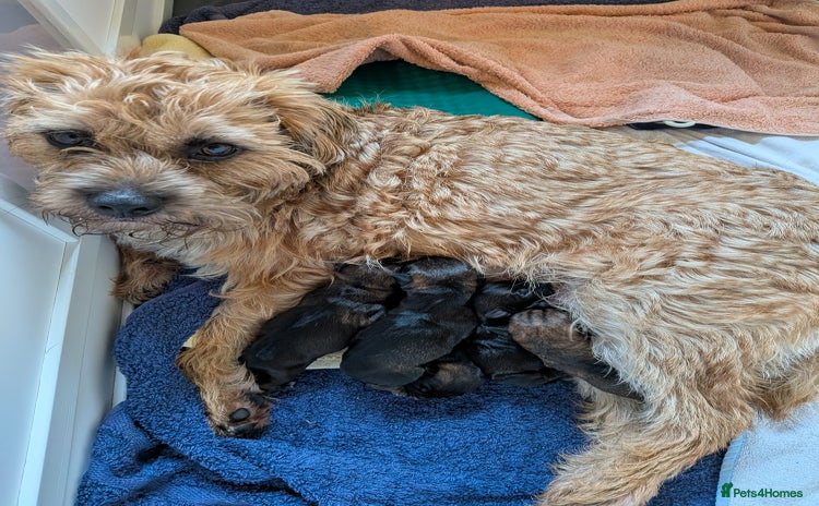 Border Terrier dogs - Advert 1