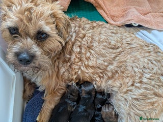 Border Terrier dogs - Advert 1