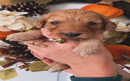 Cockapoo dogs for sale: Cockapoo puppies  - Advert 15