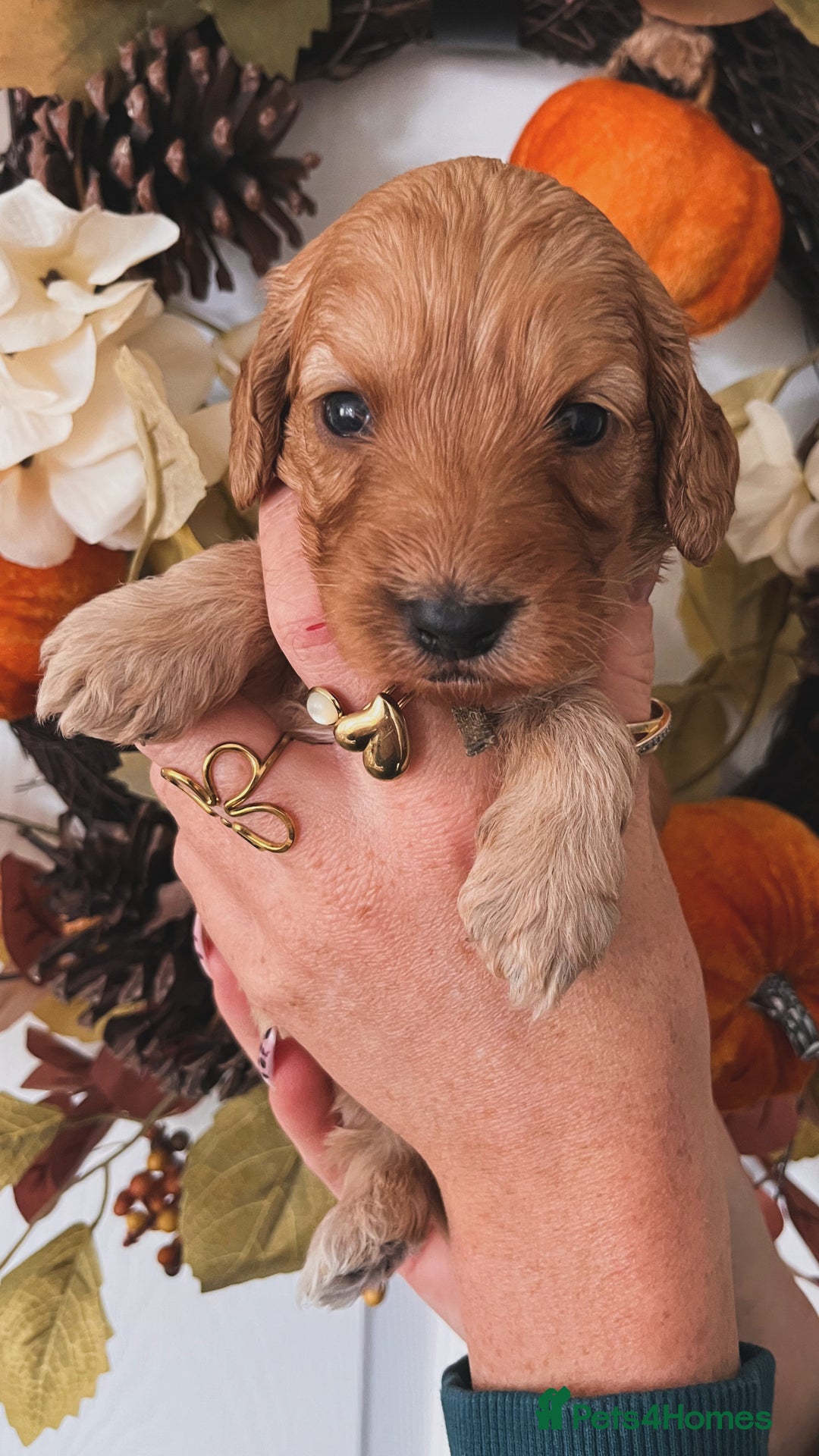 Cockapoo dogs for sale: Cockapoo puppies  - Advert 15