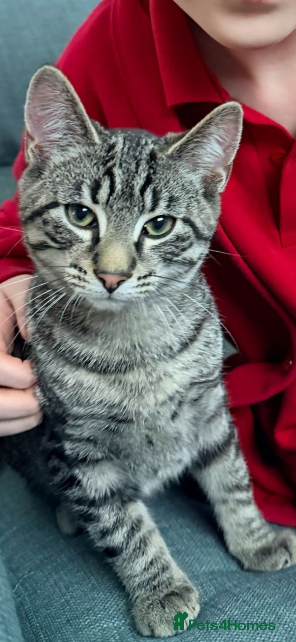 Domestic Shorthair cats 16 week old kitten to rehome unfortunately  - Advert 1