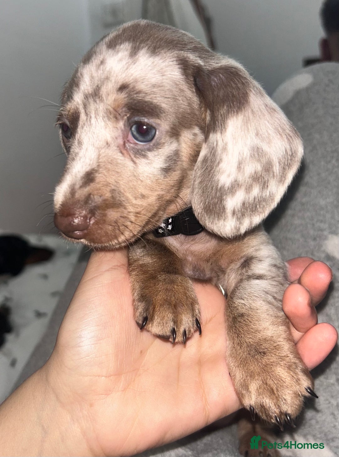 Dachshund dogs for sale: 🐾 Purebred Dachshund Puppies for Sale! 🐾 - Advert 10
