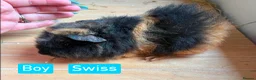 Guinea Pig rodents for sale: Guinea pigs for sale - Advert 1