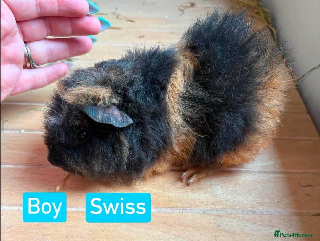 Guinea Pig rodents for sale: Guinea pigs for sale - Advert 1