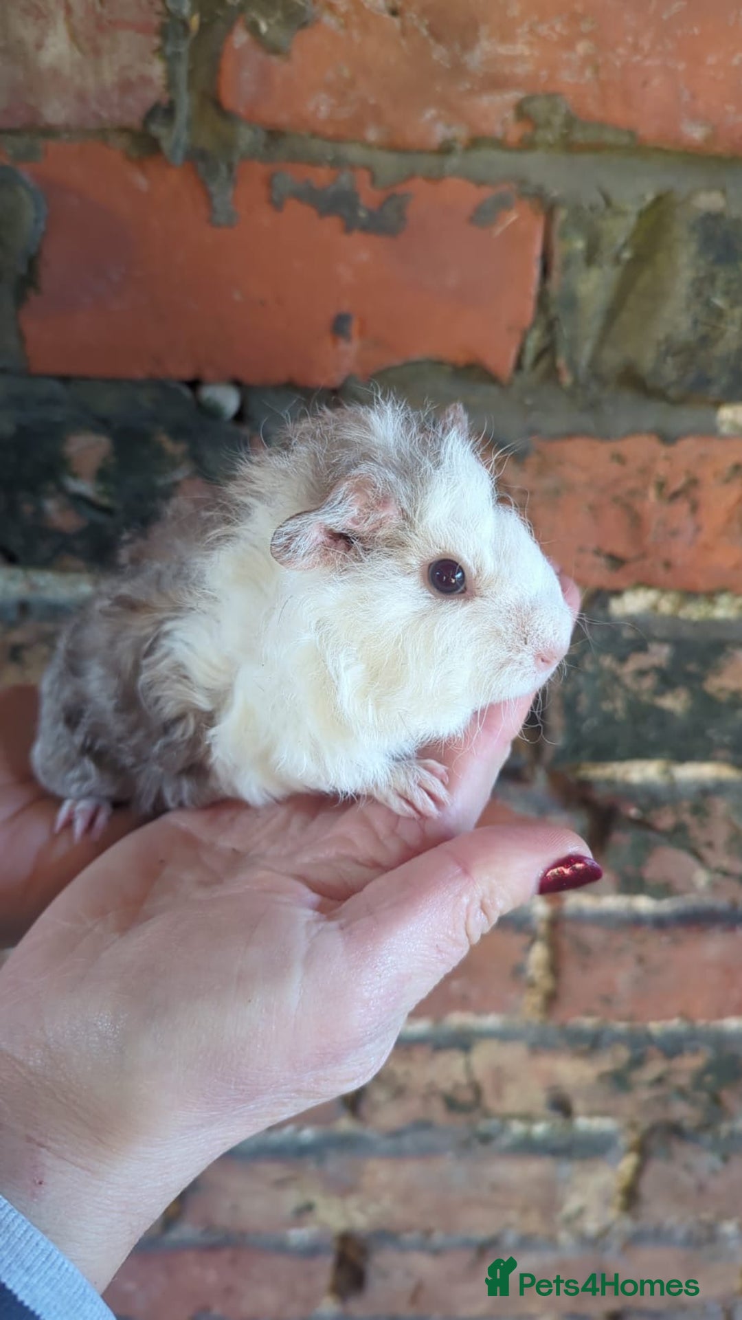 Guinea Pig rodents for sale: Three lovely Lunkarya babies  - Advert 3