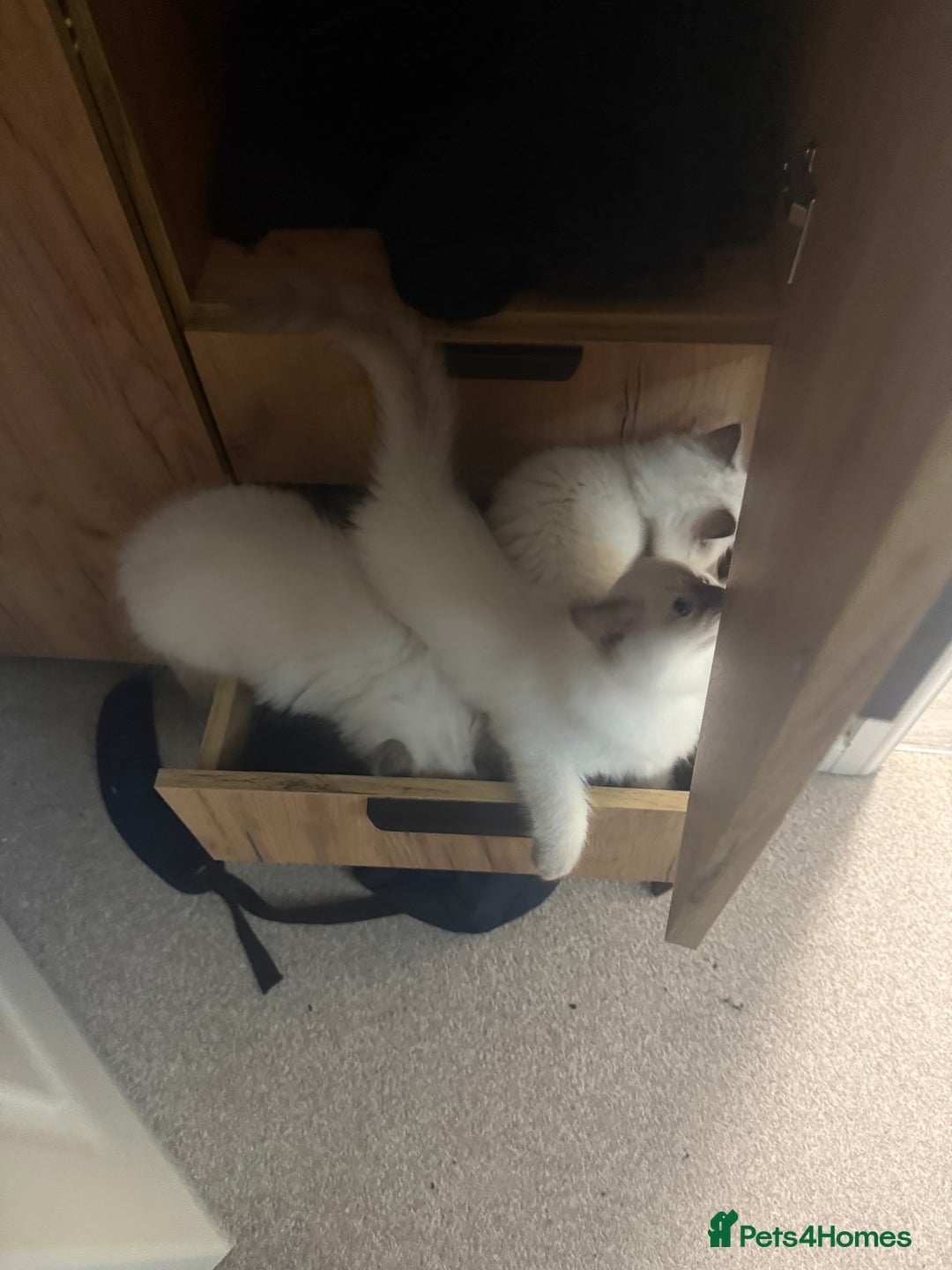 Ragdoll cats for sale: 6 Gorgeous Full Breed Ragdoll Kittens Ready to Go! - Advert 14