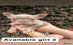 French Bulldog dogs for sale: 2 girls looking for forever home - Image 4