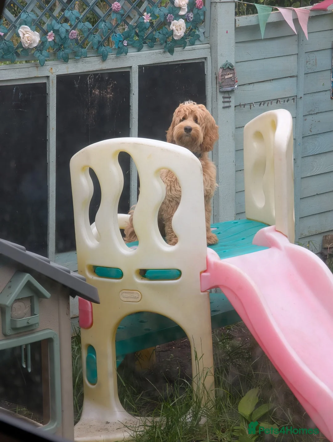 Cockapoo dogs for sale: Rehoming our beloved cockapoo Max in Barnstaple - Advert 2