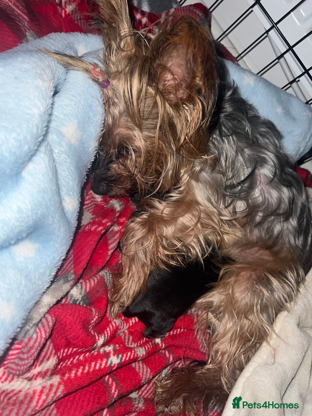 Yorkshire Terrier dogs for sale: 4 little pure breed Yorkshire terrier puppies  - Advert 21