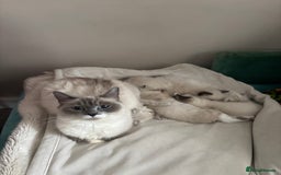 Ragdoll cats for sale: Beautiful Ragdoll kittens - Image 2