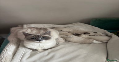 Ragdoll cats - Advert 6