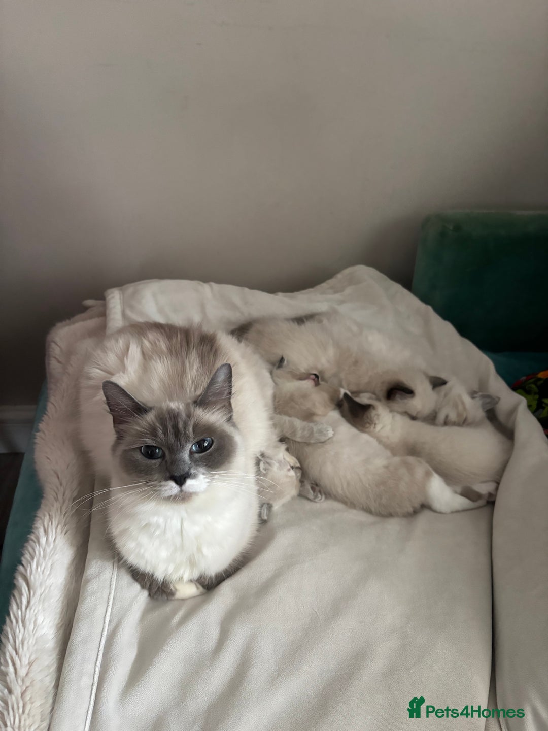 Ragdoll cats for sale: Beautiful Ragdoll kittens - Image 2