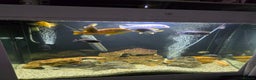 Cichlids fish for sale: Mixed large malawi cichlids - Advert 7