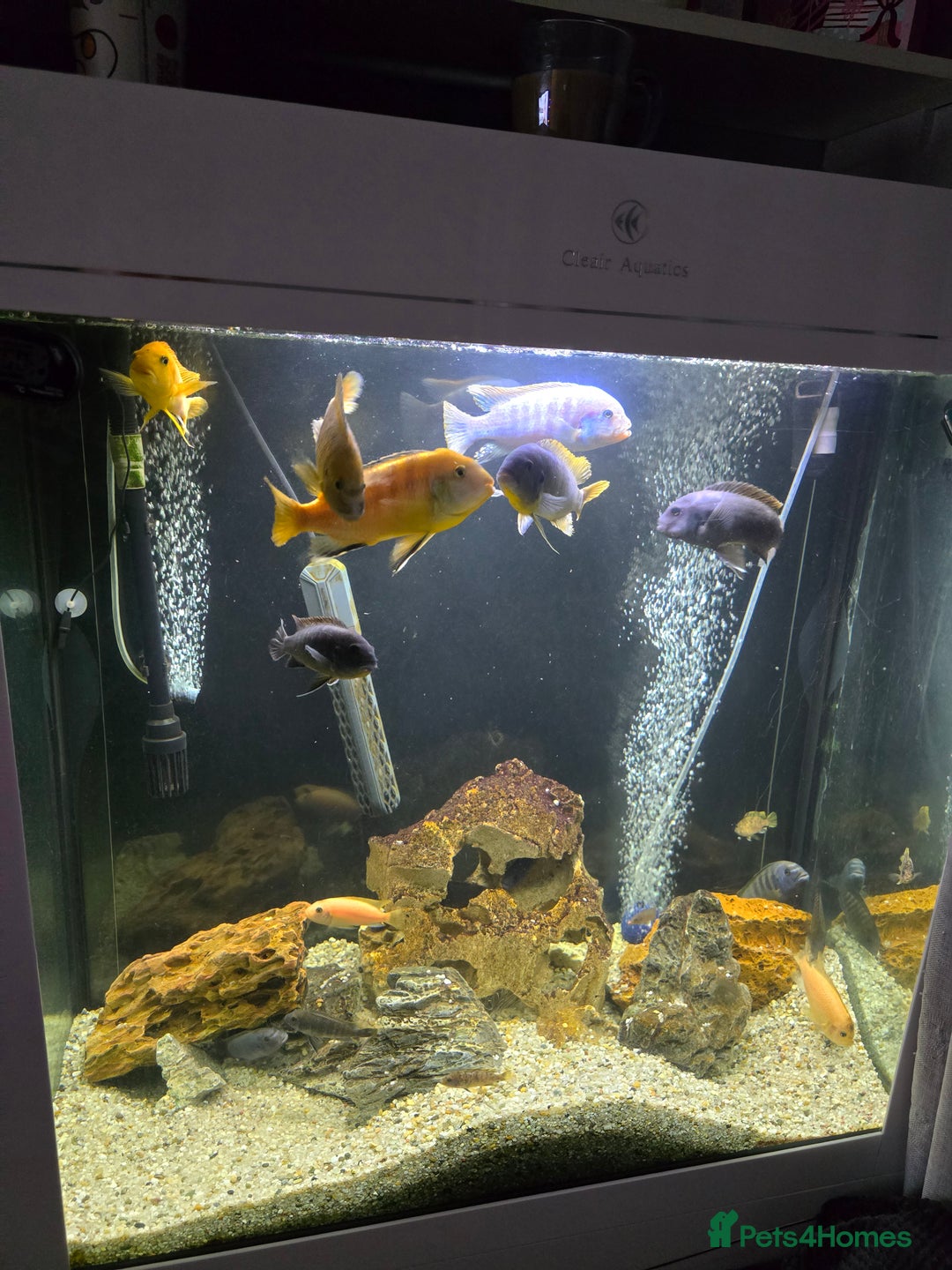 Cichlids fish for sale: Mixed large malawi cichlids - Advert 7