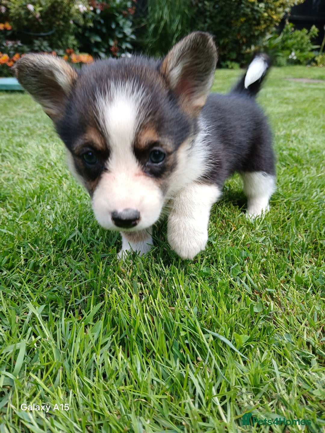 Welsh Corgi Pembroke dogs for sale: Pembroke corgi puppies  in Sturminster Newton - Image 15
