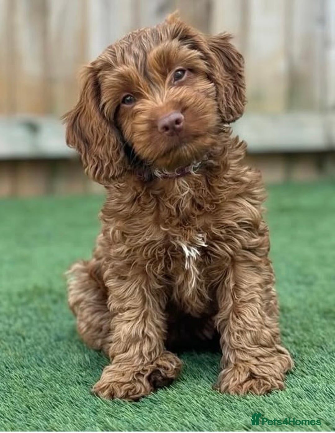 Poodle dogs for stud: GORGEOUS PHANTOM POODLE STUD  - Image 9