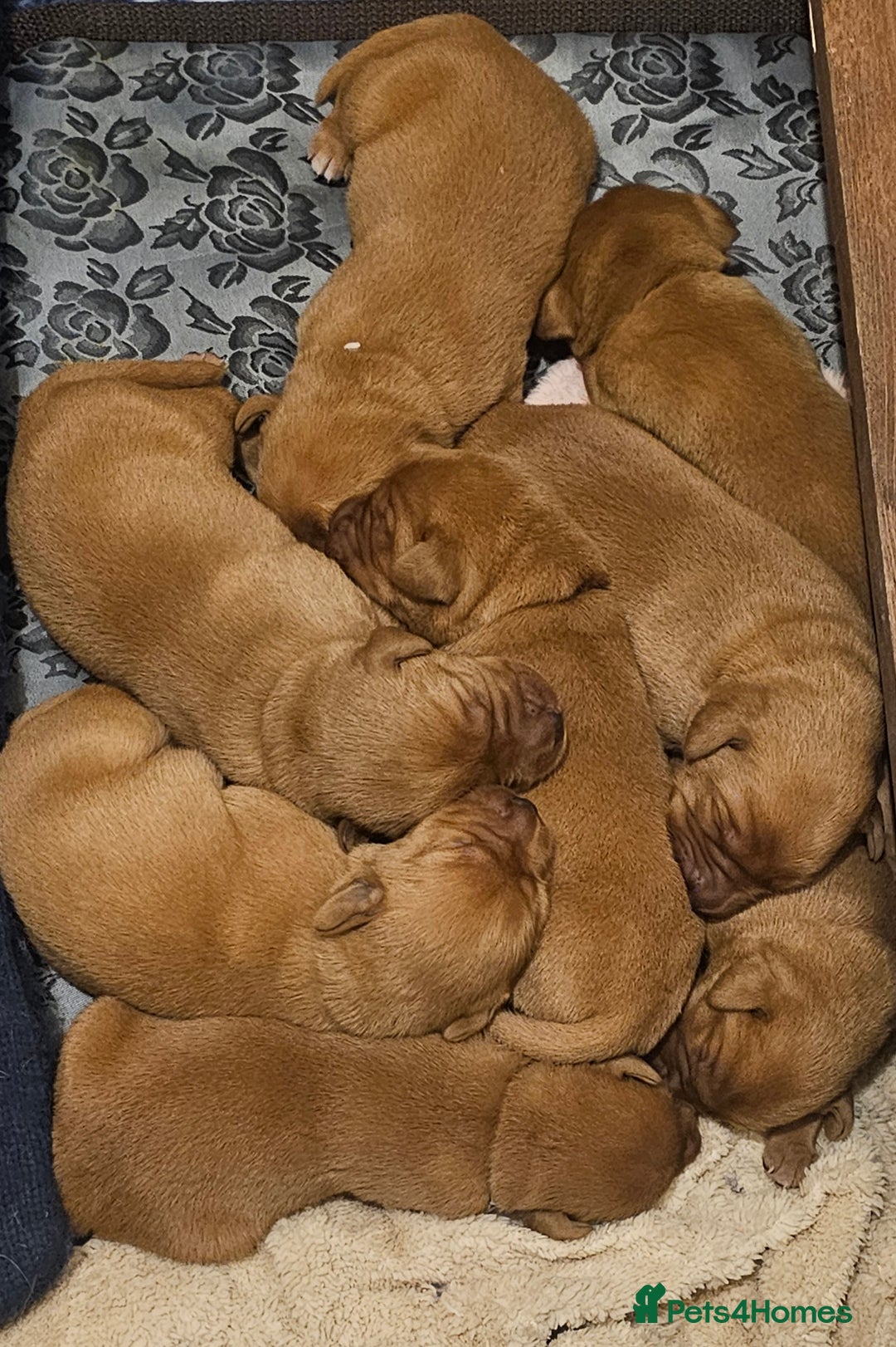 Labrador Retriever dogs for sale: KC Fox Red Labrador Puppys - Advert 3
