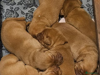 Labrador Retriever dogs KC Fox Red Labrador Puppys - Advert 3
