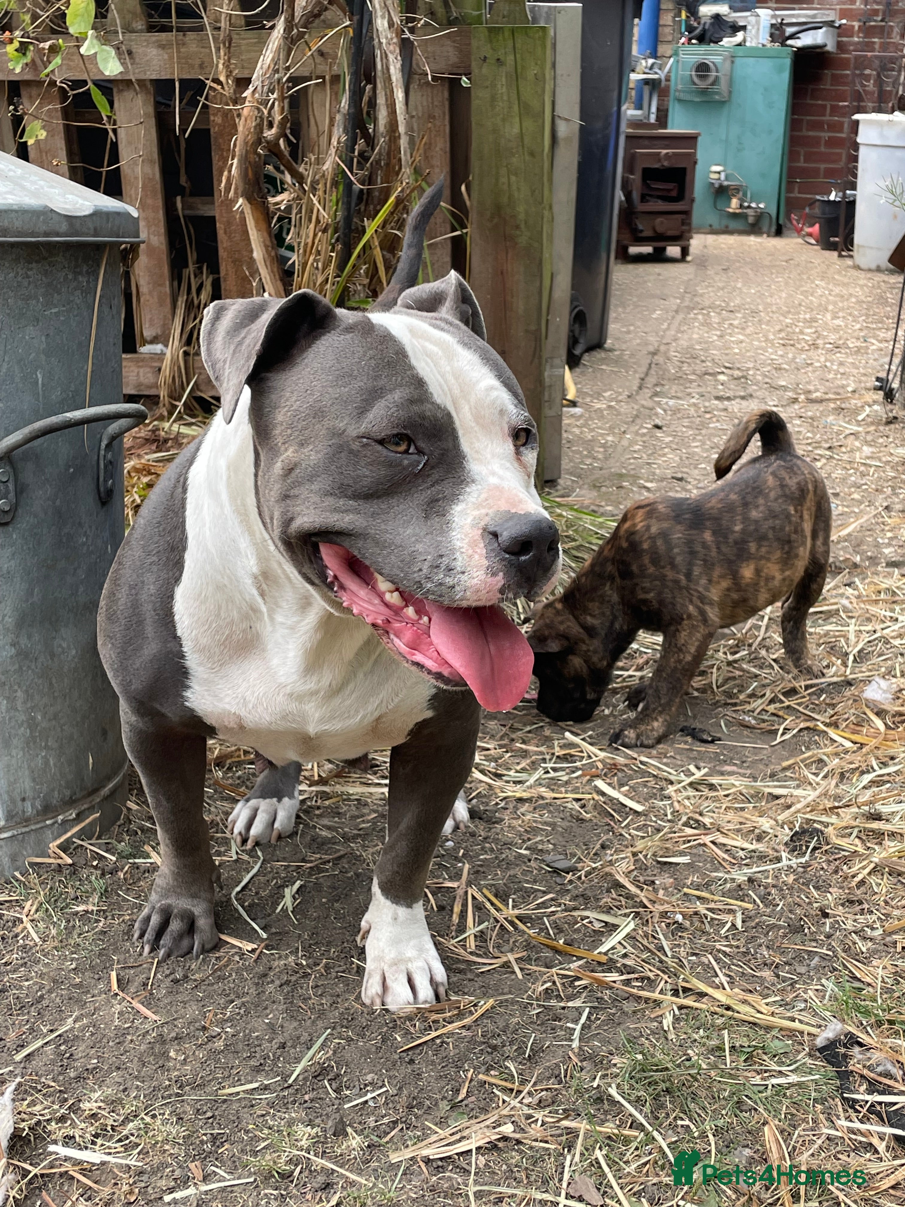 Mixed Breed dogs chow x staffy - Advert 2