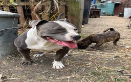 Mixed Breed dogs for sale: chow x staffy - Image 1