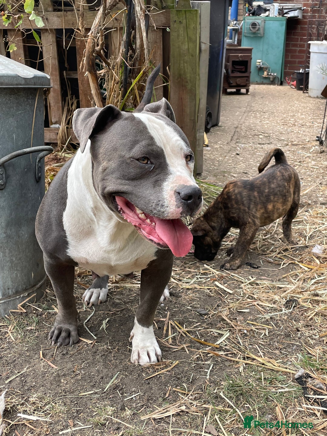 Mixed Breed dogs for sale: chow x staffy - Image 1