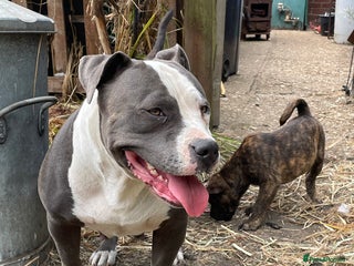 Mixed Breed dogs - Advert 36