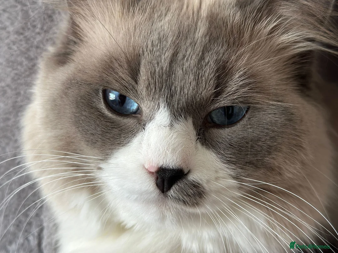 Ragdoll cats for stud: Pure Ragdoll Stud Available  in Newry - Advert 6