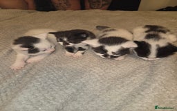 Domestic Shorthair cats for sale: Kittens for sale - Image 1