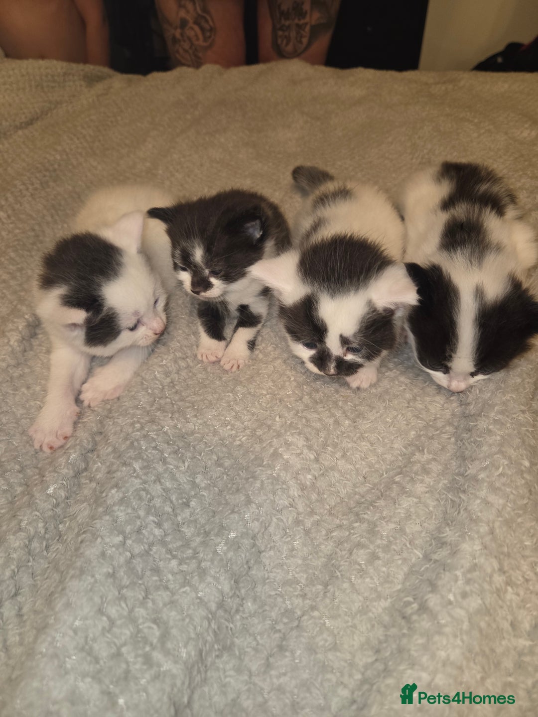 Domestic Shorthair cats for sale: Kittens for sale - Image 1