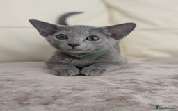 Russian Blue cats for sale: Russian Blue Pedigree boys  - Image 1