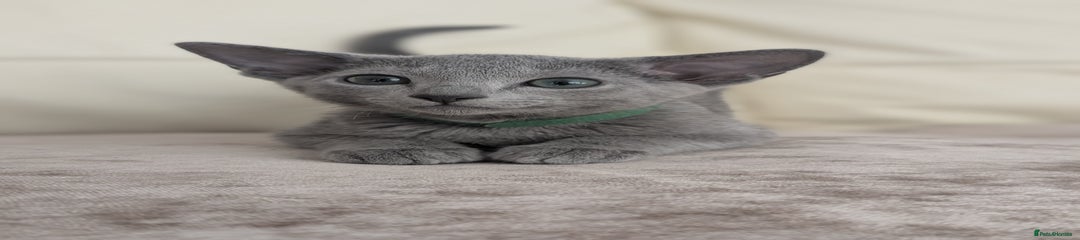 Russian Blue Kitten 1