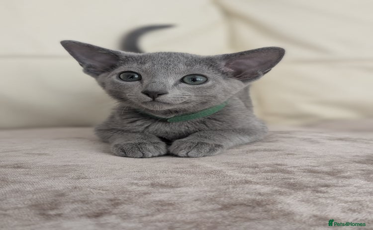 Russian Blue cats - Advert 11