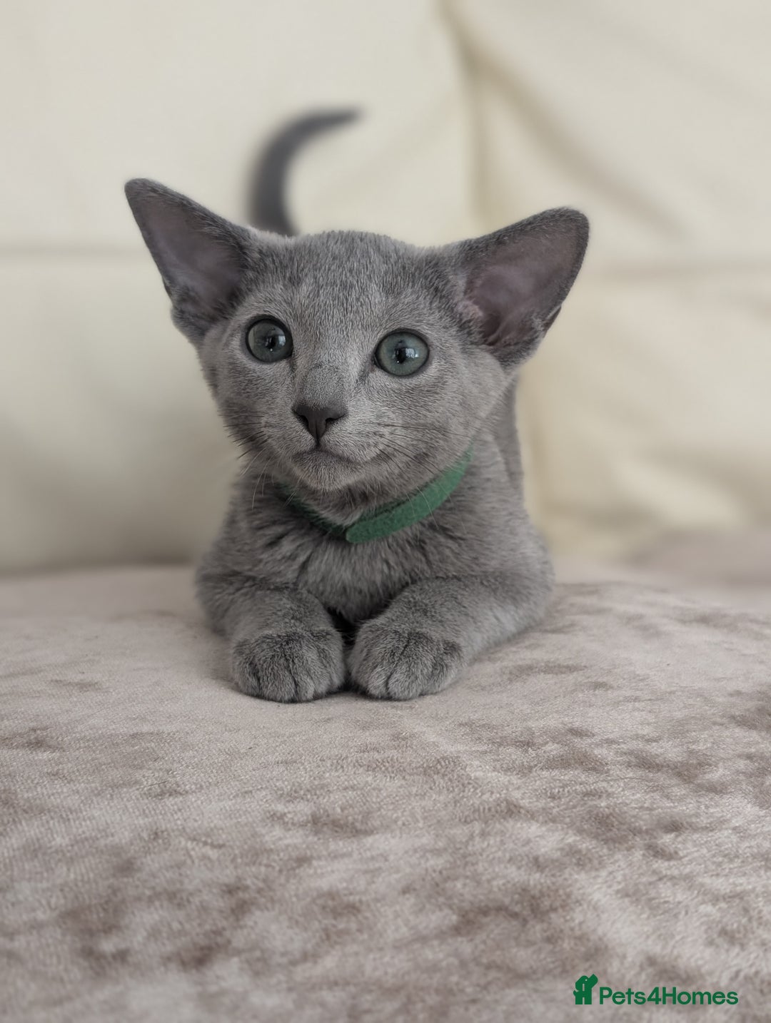 Russian Blue cats for sale: Russian Blue Pedigree boys  - Image 1